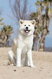 AKITA INU 128